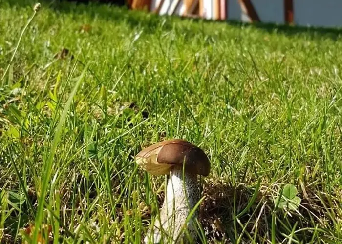 A 133 Caffe Latte- Kaszubska Ostoja *