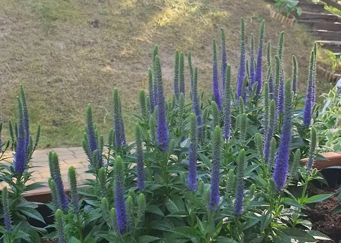 A 133 Caffe Latte- Kaszubska Ostoja * Barkocin